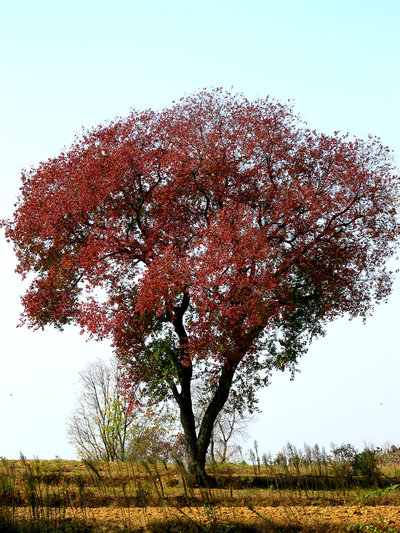 shan 081.jpg