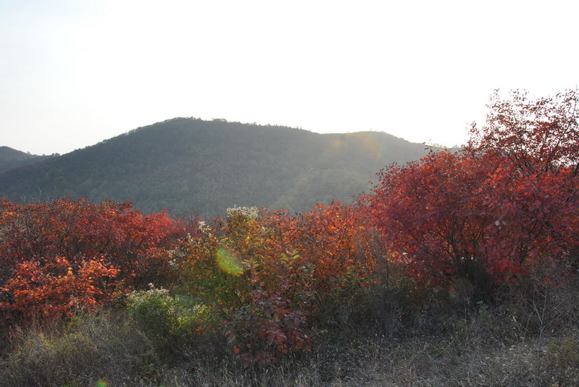 dsc_0239.jpg