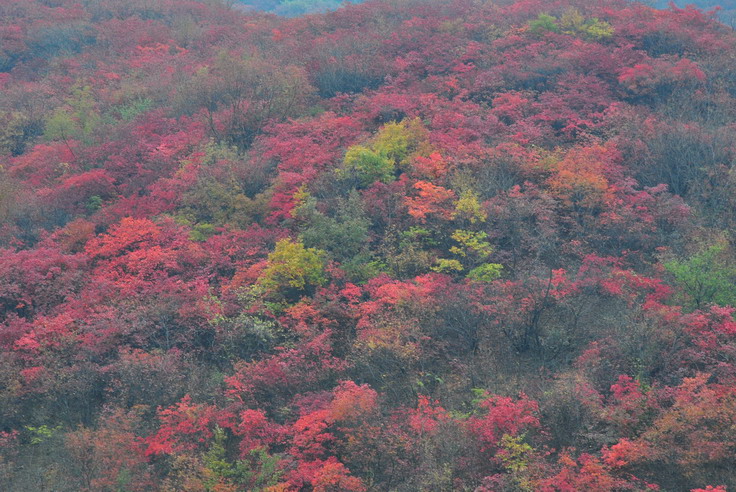 dsc_0493_С.jpg