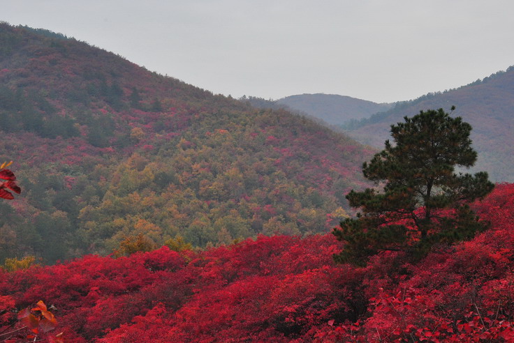 dsc_0499_С.jpg