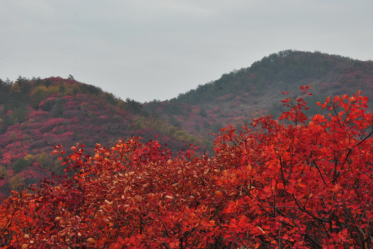 dsc_0500_С.jpg