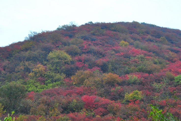 dsc_0483_С.jpg