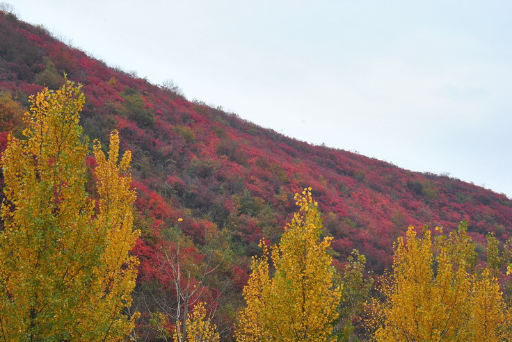 dsc_0486_С.jpg