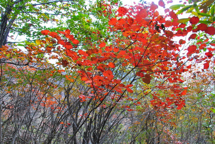 dsc_0425_С.jpg