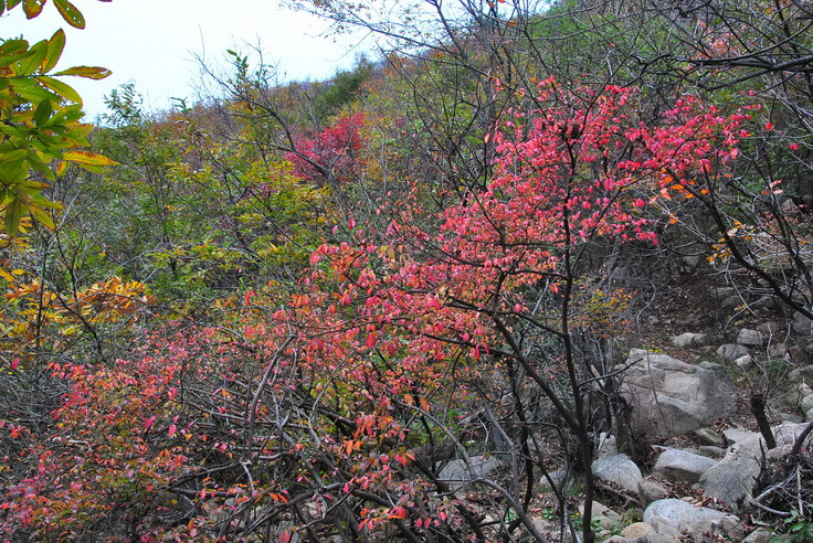 dsc_0436_С.jpg
