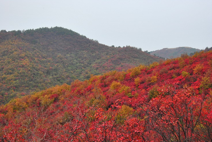 dsc_0357_С.jpg