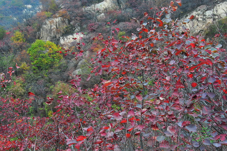 dsc_0458_С.jpg