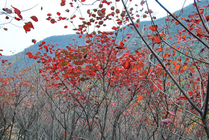 dsc_0461_С.jpg