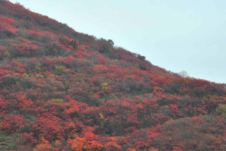 dsc_0468_С.jpg