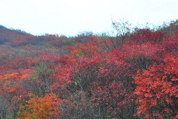 dsc_0475_С.jpg