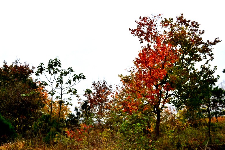 Ҷ 092_conew1.jpg