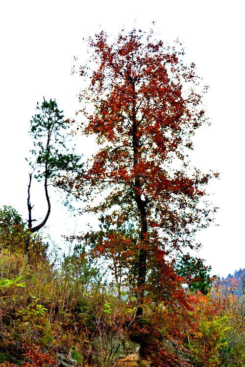 Ҷ 088_conew1.jpg