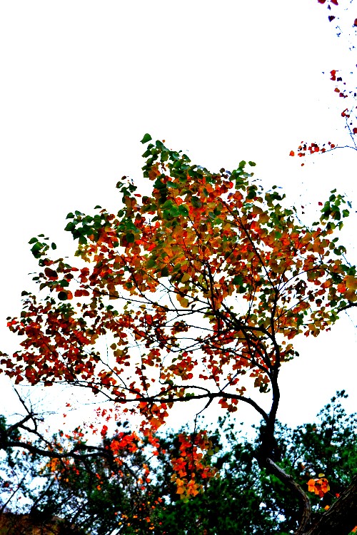 Ҷ 089_conew1.jpg
