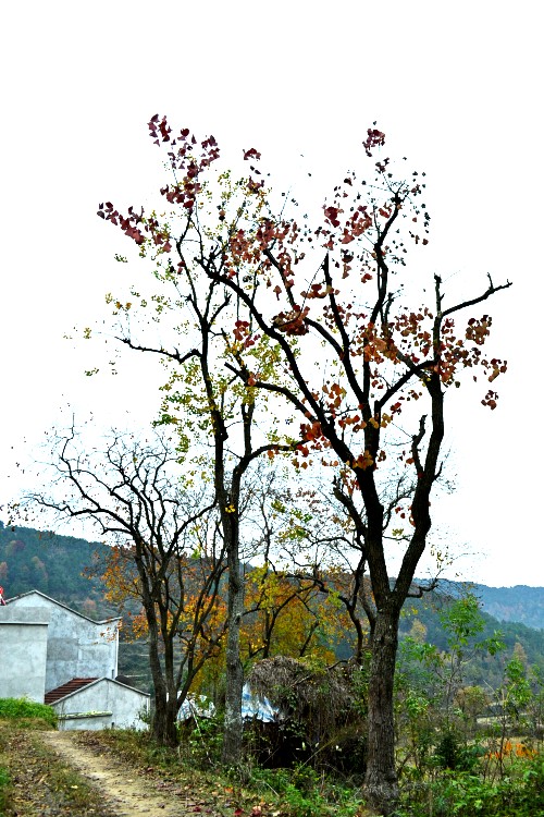 Ҷ 087_conew1.jpg