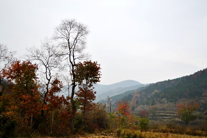 Ҷ 046_conew1.jpg