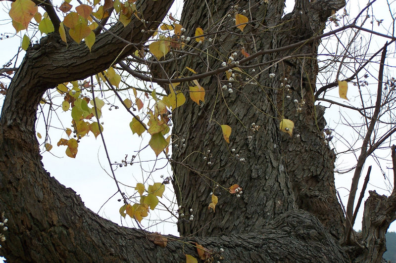 100_9398.jpg