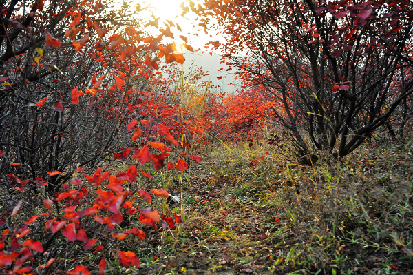 dsc_0033.jpg