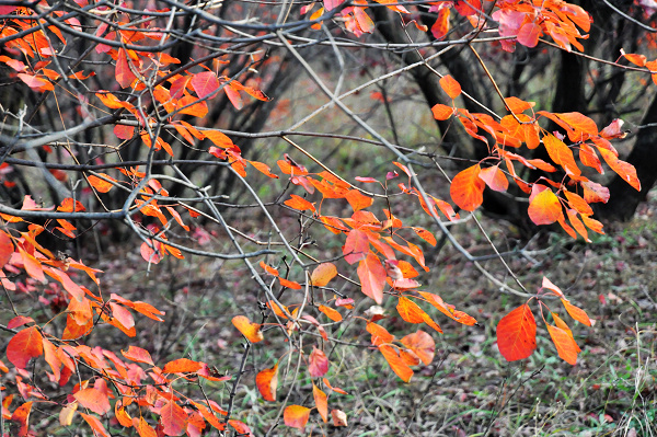 dsc_0035.jpg