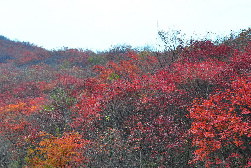 dsc_0475.jpg