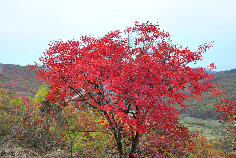 dsc_0354.jpg