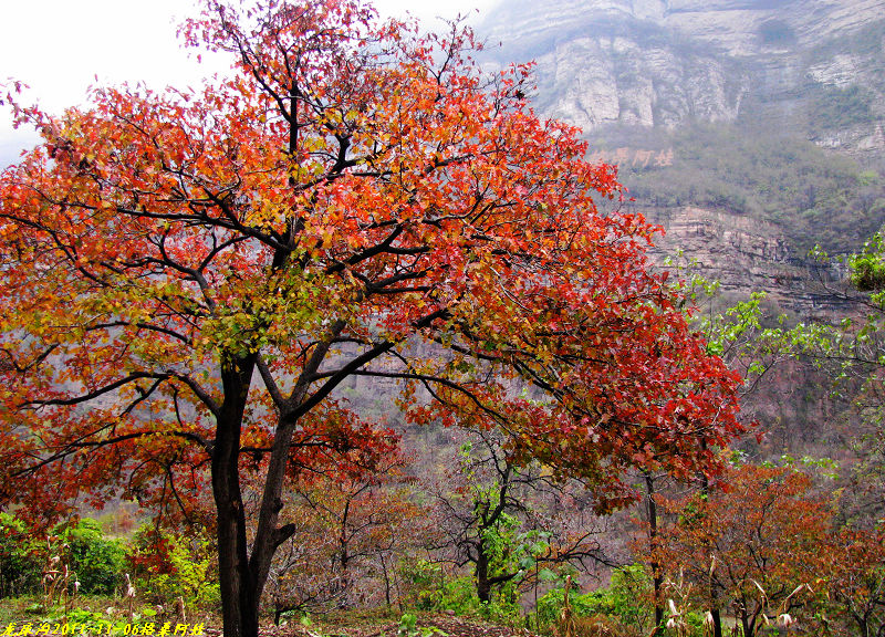 2011ʯҴϿ 1709-1.jpg