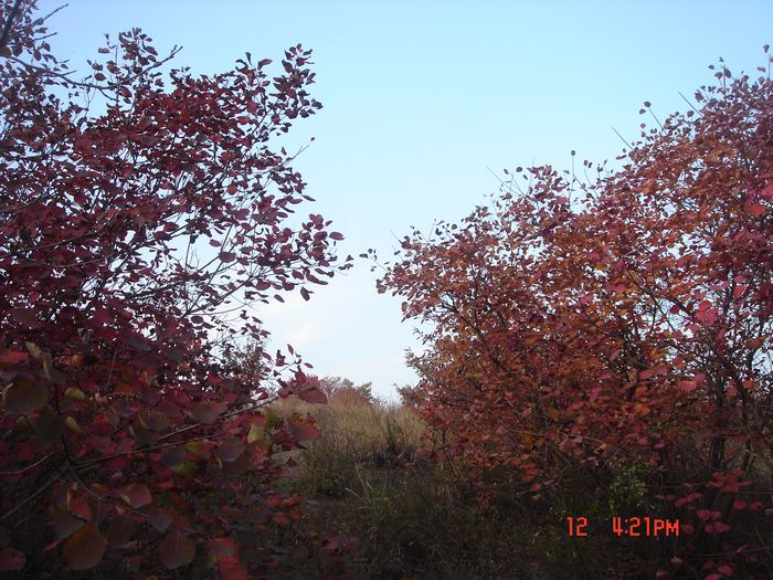 dsc02253.jpg