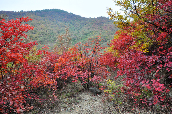 dsc_0088.jpg