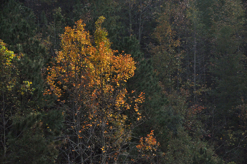 dsc_0127_.jpg
