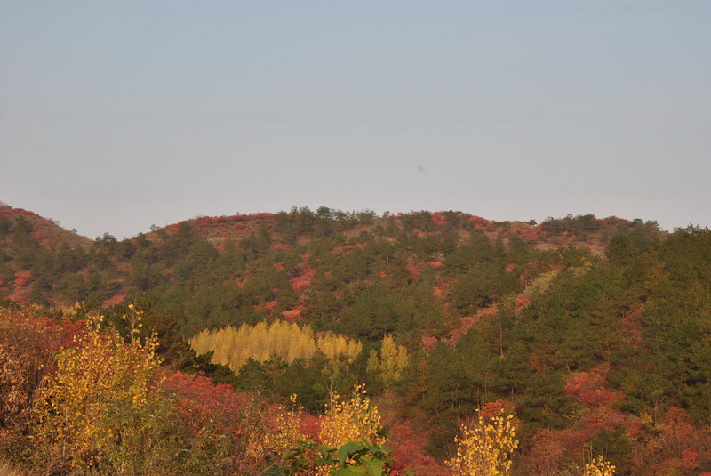 dsc_0217.jpg