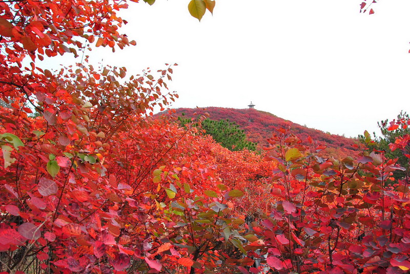 2011111523531423911.jpg