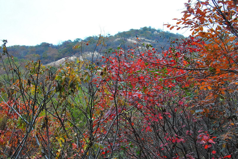 dsc_0445.jpg