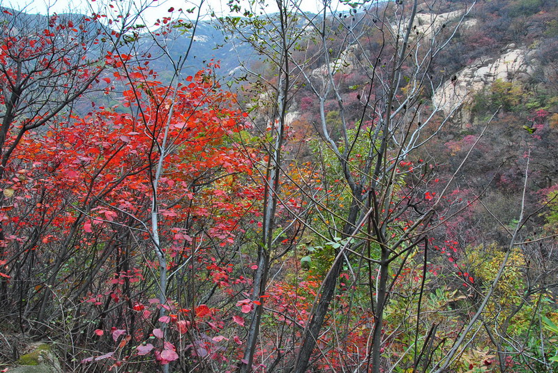 dsc_0450.jpg