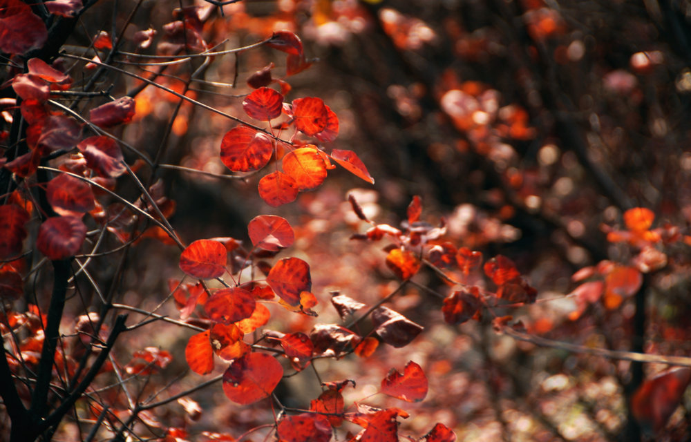 dsc_0083.jpg1.jpg