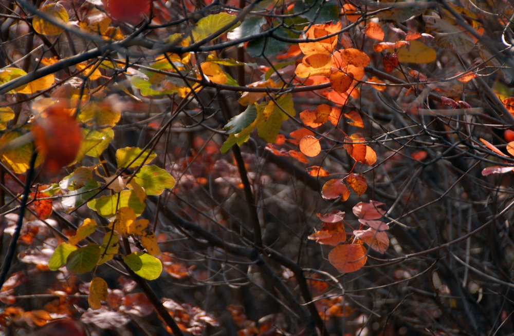 dsc_0084.jpg