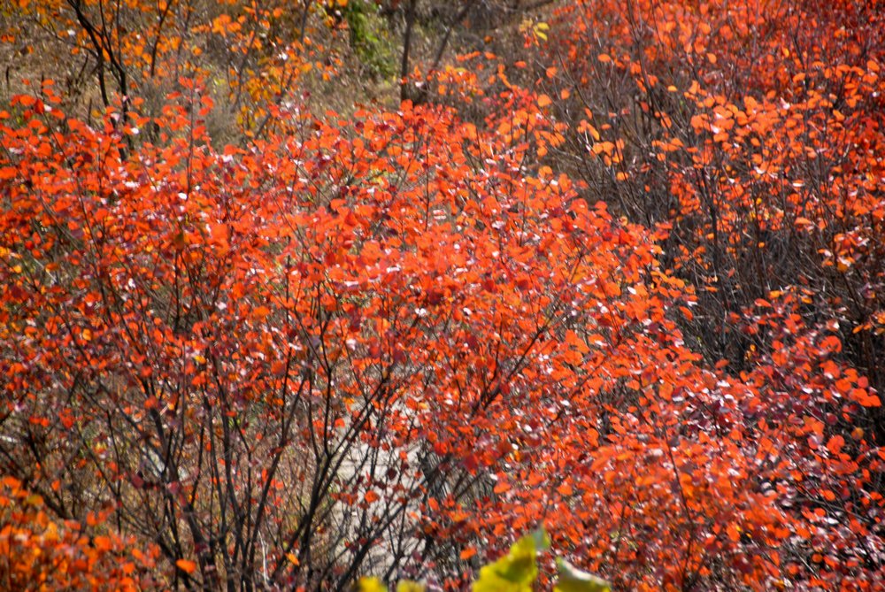 dsc_0040.jpg