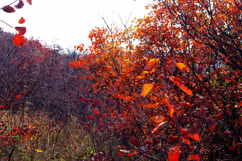 imgp0164.jpg