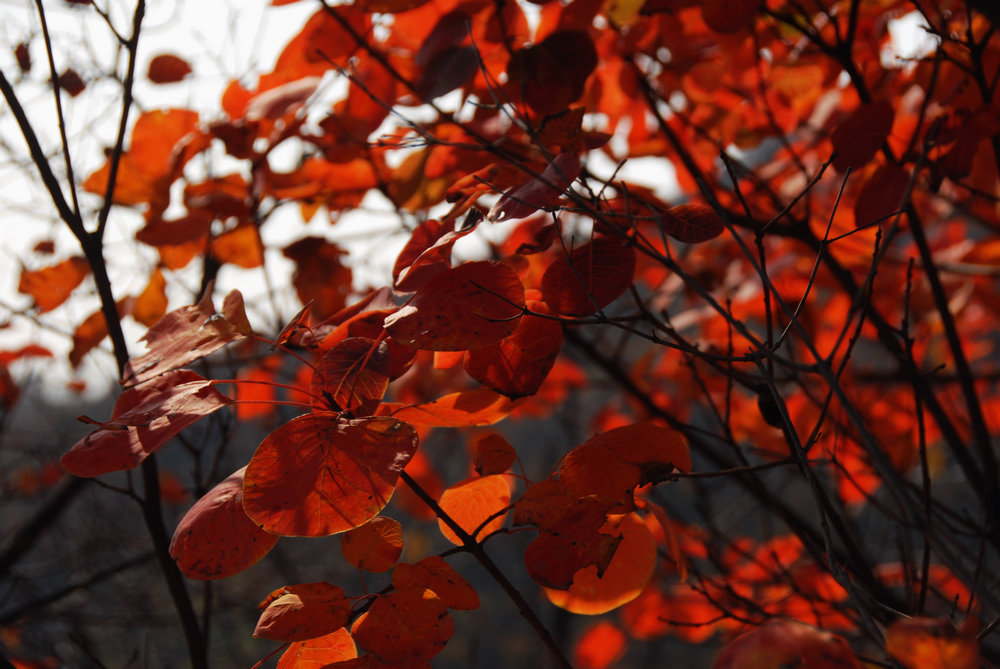 dsc_0072.jpg