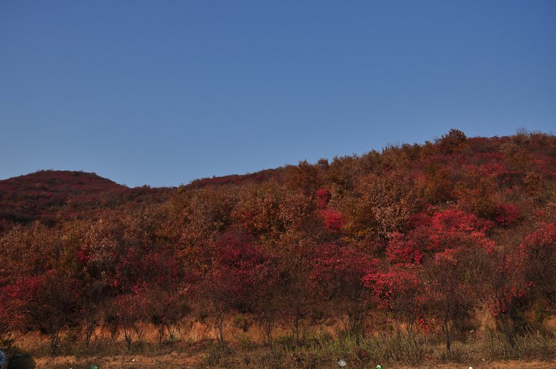 dsc_0406.jpg
