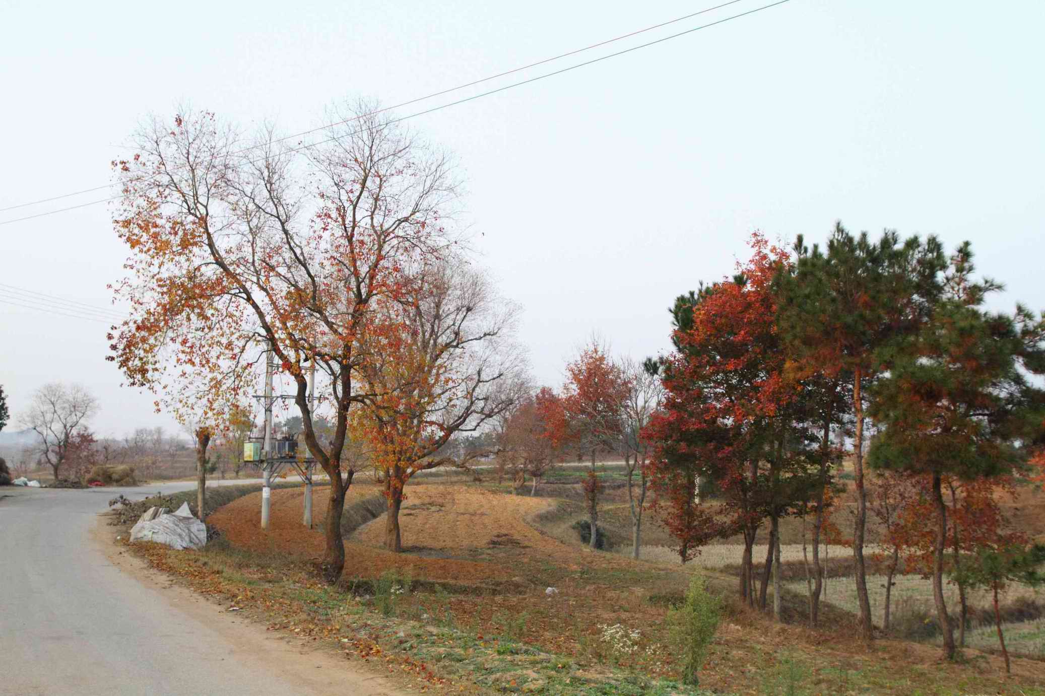 dpp_0060.jpg