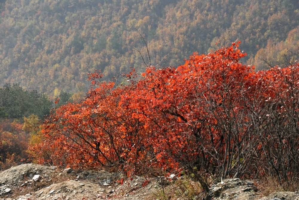 dsc_0007.jpg