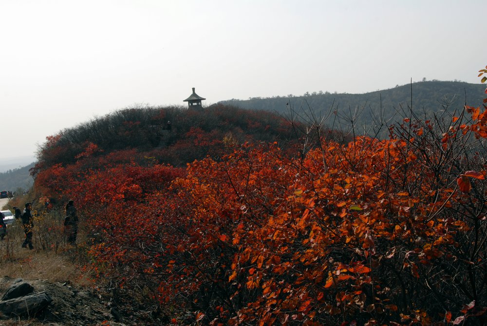dsc_0020.jpg