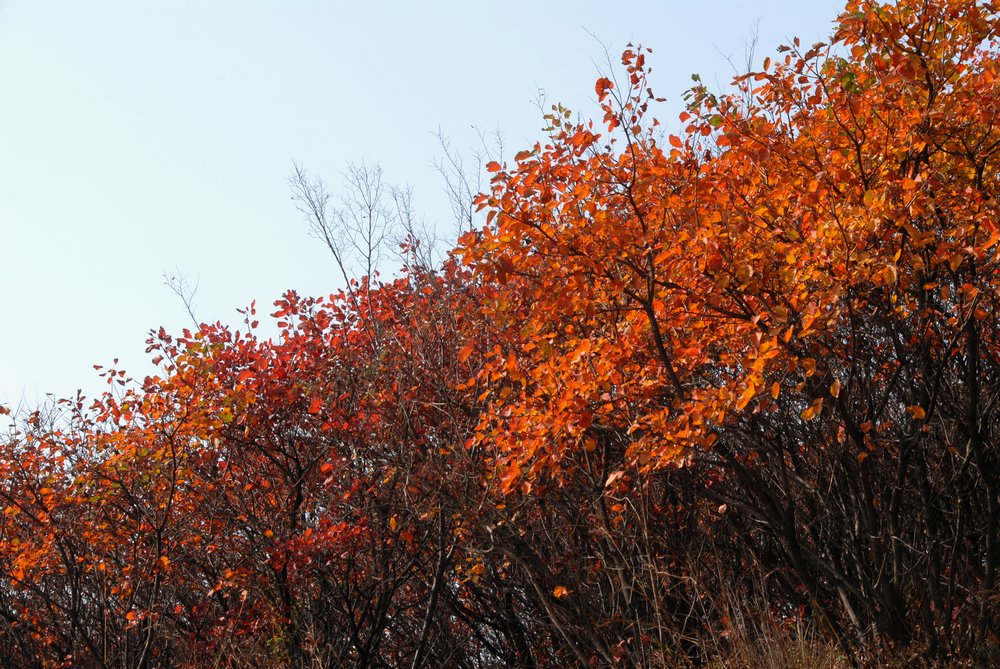 dsc_0014.jpg