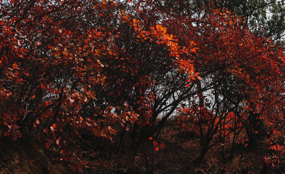 dsc_0025.jpg