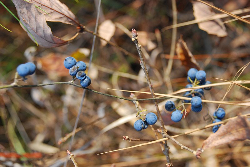 dsc_0109_.jpg