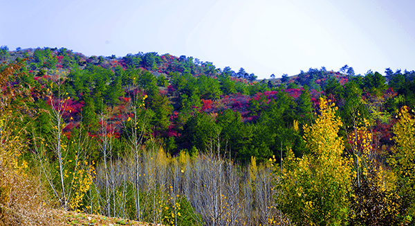 _dsc8489a.jpg