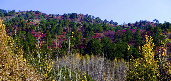 _dsc8493a.jpg