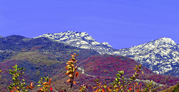 _dsc8520a.jpg