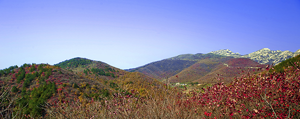 _dsc8526a.jpg