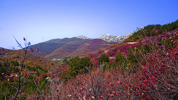 _dsc8532a.jpg