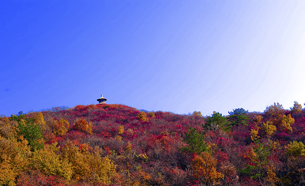 _dsc8541a.jpg